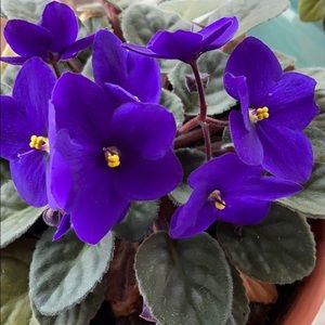 Meet your Posher, Lenore